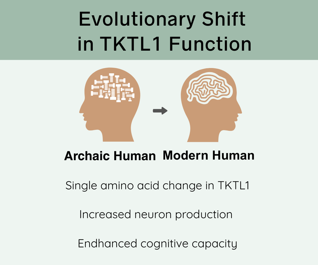 TKTL1 Evolutionary Shift Middle aged woman sitting in a chair getting a blood test done by a female nurse